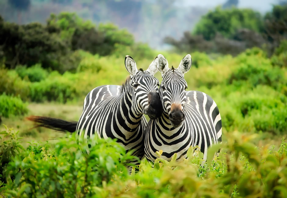 Biodiversity Conservation